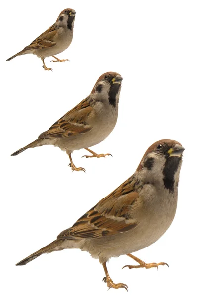 Sparrow — Stock fotografie