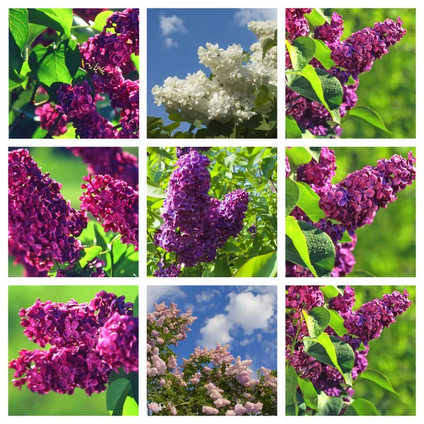Lilac, — Stock Photo, Image