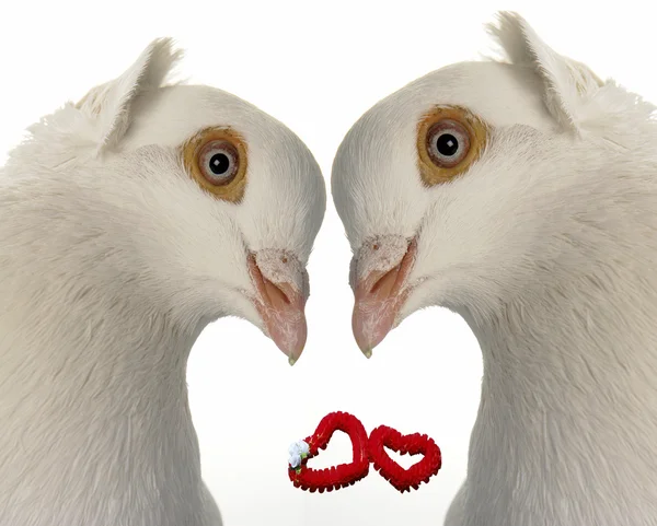 Wedding dove — Stock Photo, Image