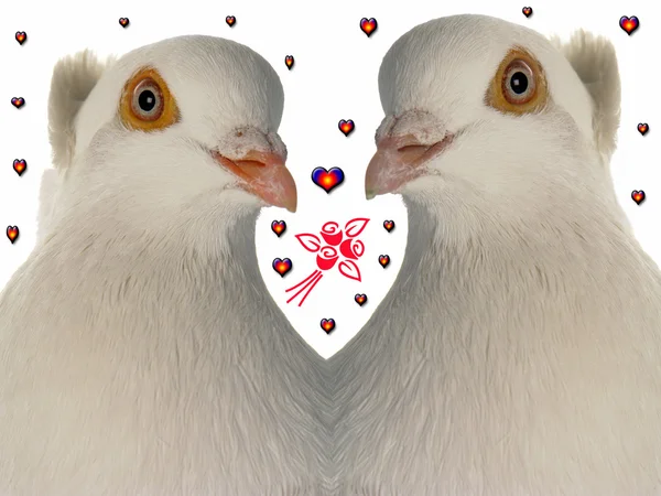 웨딩 비둘기 — 스톡 사진