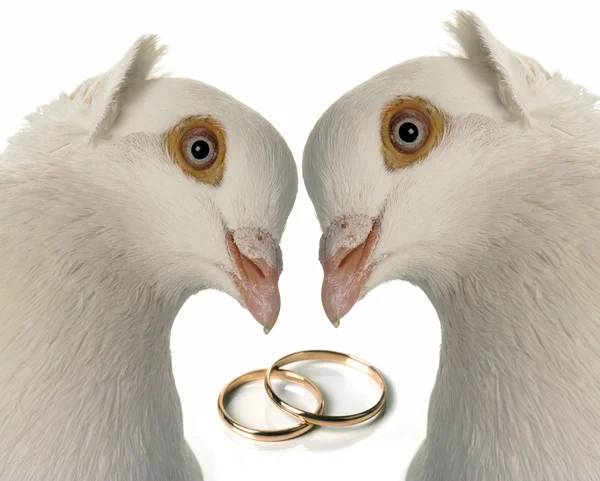 婚礼鸽子 — 图库照片