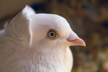 Dove în a brown background