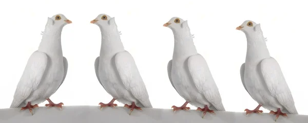 Dove în a white background — Φωτογραφία Αρχείου