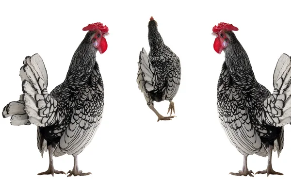 Polla y gallina — Foto de Stock