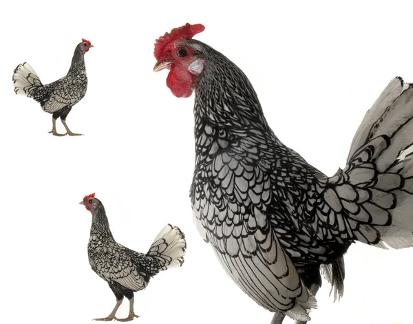 Cock și găină — Fotografie, imagine de stoc