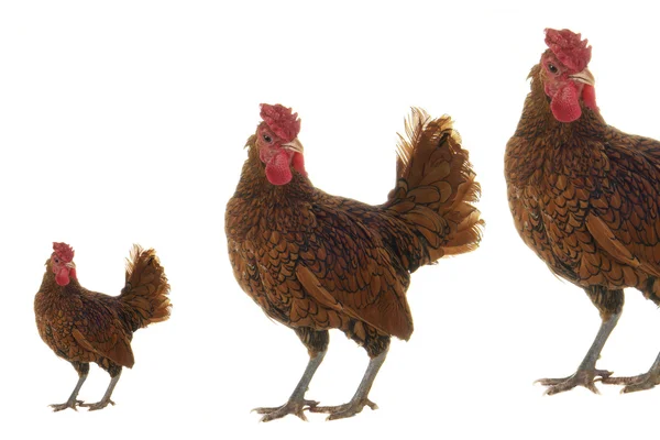 stock image Cock