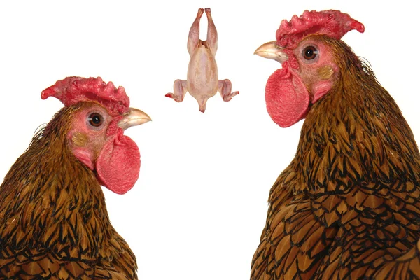 Ayam dan ayam — Stok Foto