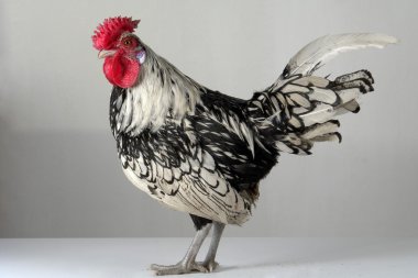 Cock clipart