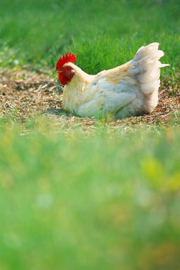 Hen în a green background