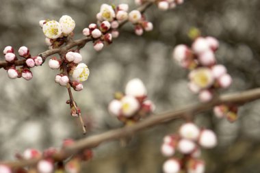 Flowers of an apricotîn