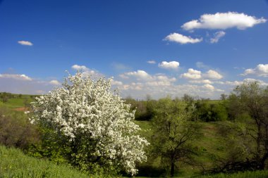 Ağaç