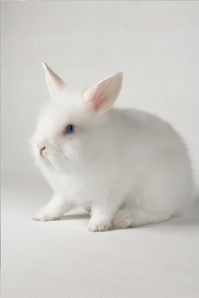 Coniglio bianco — Foto Stock