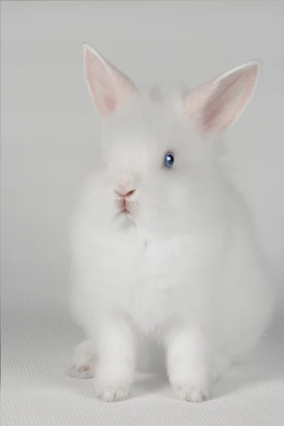 白兔子 — 图库照片