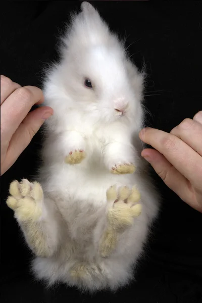 Biały królik — Zdjęcie stockowe