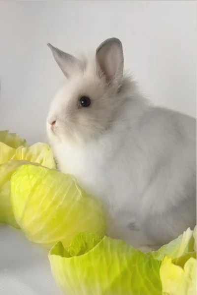 Vit kanin — Stockfoto