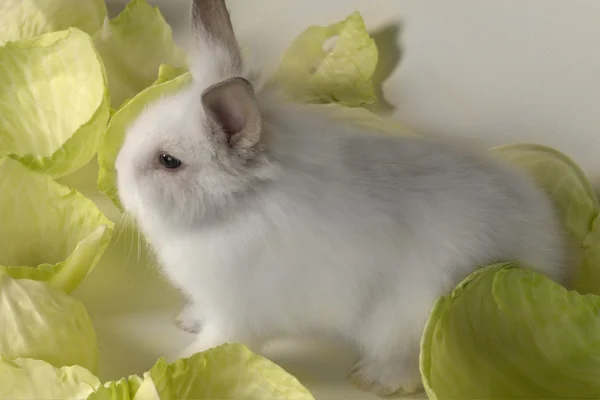 白いウサギ — ストック写真