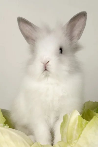 Белый кролик — стоковое фото