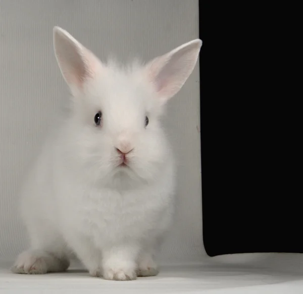 Conejo blanco — Foto de Stock