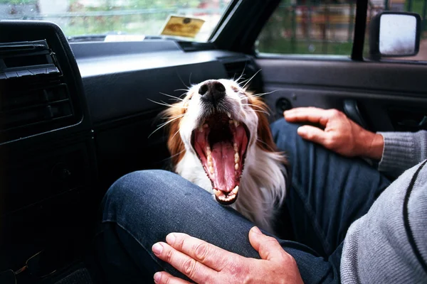 Dog în a grey background in the car — Zdjęcie stockowe