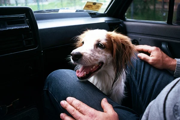 Dog în a grey background in the car — Stock Photo, Image