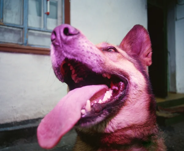 Собака на сером фоне — стоковое фото