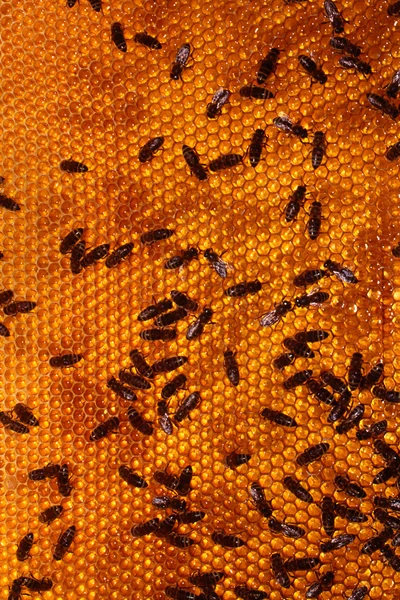 Пчелы на жёлтом фоне — стоковое фото