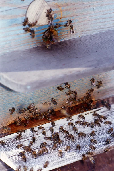 Bee în a blue background — Stock Photo, Image