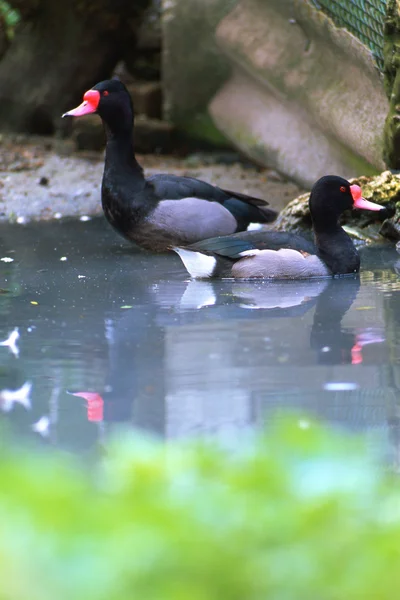 stock image Duck