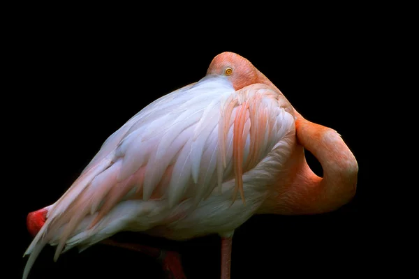 Flamingo, — Stockfoto