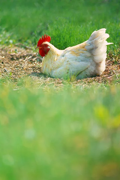 Hen în a green background — Stock fotografie