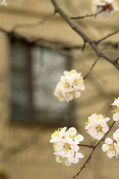 Blüten Aprikosen — Stockfoto