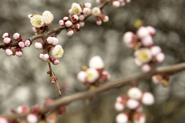 Flowers of an apricotîn — Stock fotografie