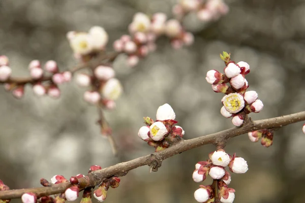 Flowers apricotîn — Stok fotoğraf