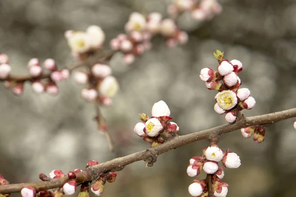 Stock image Flowers apricotîn