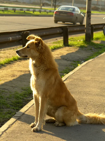 道路の背景の上に犬 — ストック写真