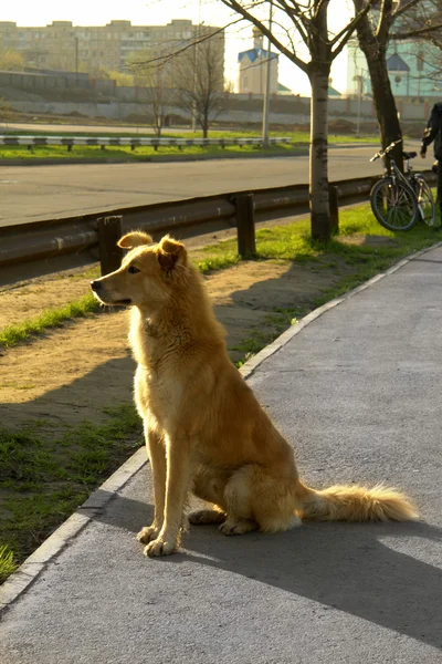Perro sobre un fondo de carretera — Foto de Stock