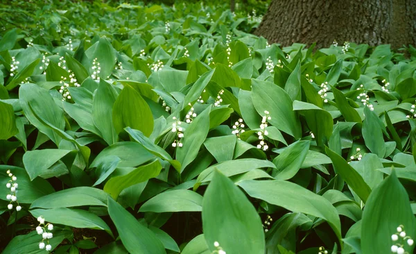 Liljekonvaljer i en trä — Stockfoto