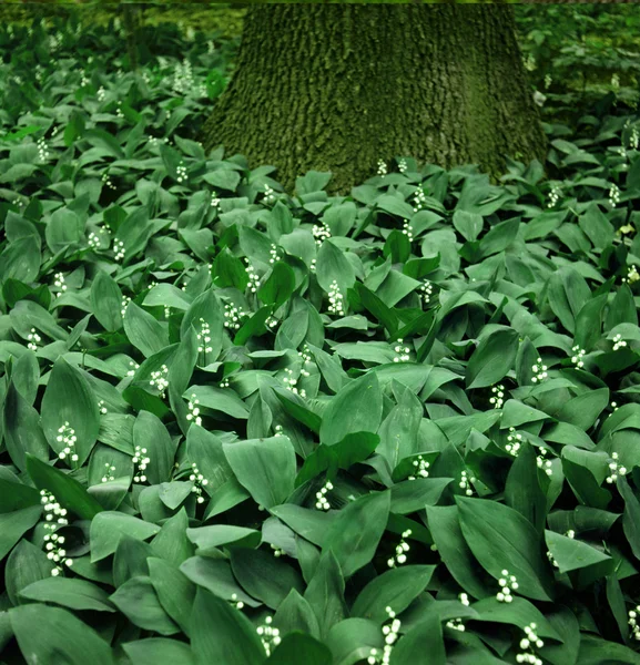 Liljekonvaljer i en trä — Stockfoto