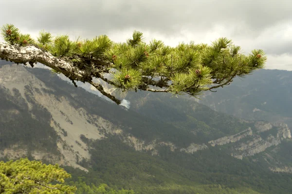 stock image Pine