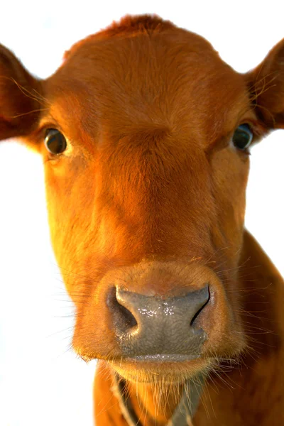 Roztomilé dítě kráva — Stock fotografie