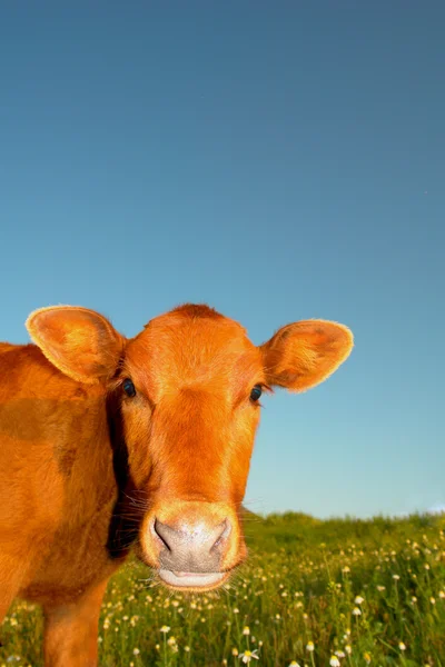 Vaca bebé — Fotografia de Stock