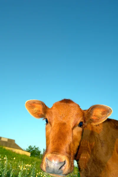 Baby kráva — Stock fotografie