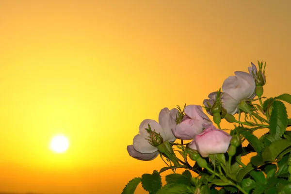 Tea rose — Stock Photo, Image