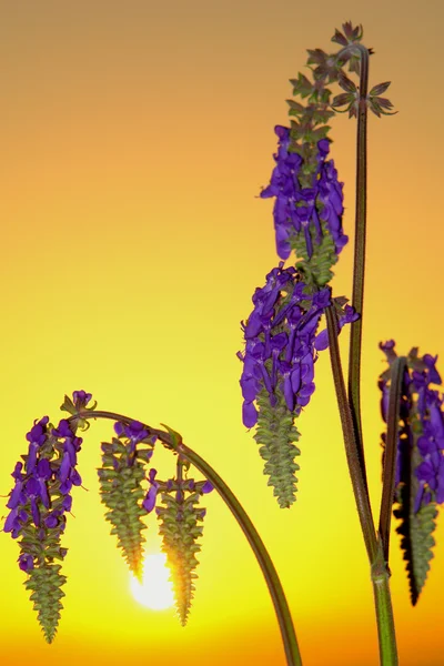Flores de campo — Fotografia de Stock