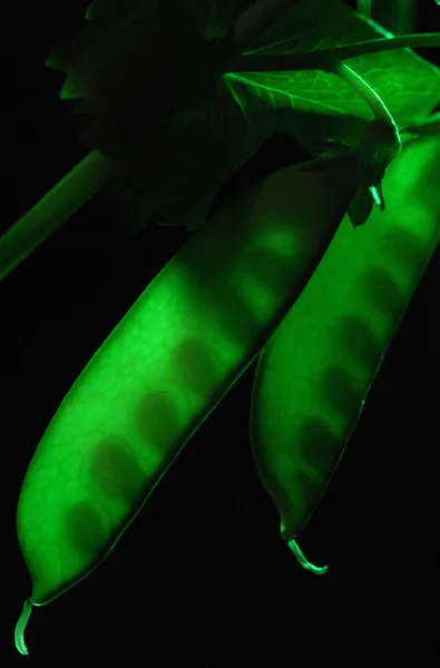 Pea în a green background — 스톡 사진