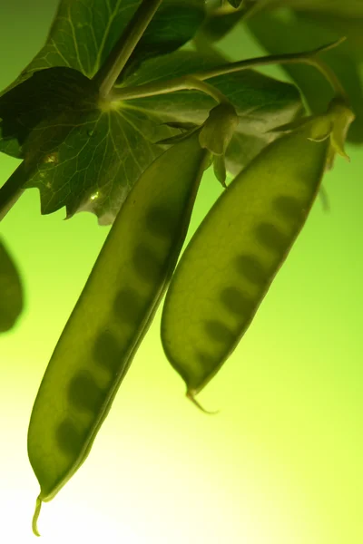 Pea în a green background — Stockfoto