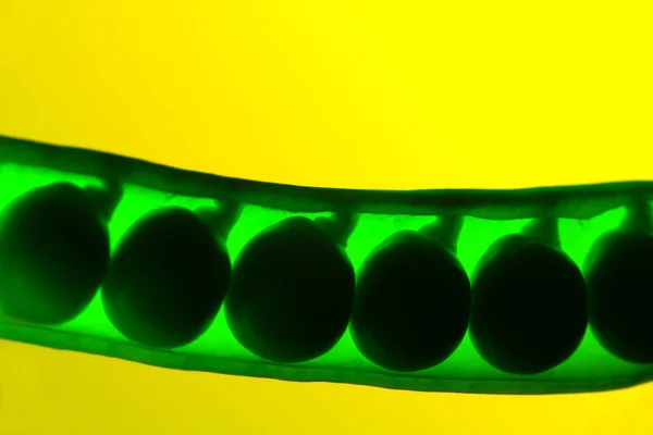 Pea în a green background — Zdjęcie stockowe