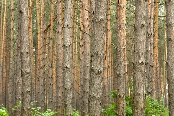 Skog — Stockfoto