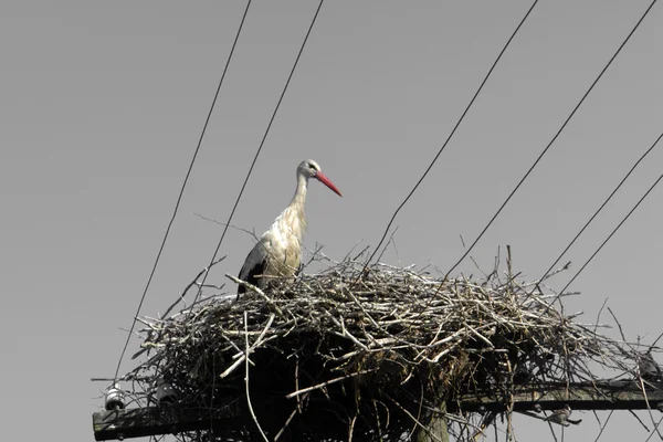 stock image Stork