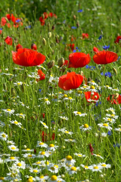 Stock image Red poppies